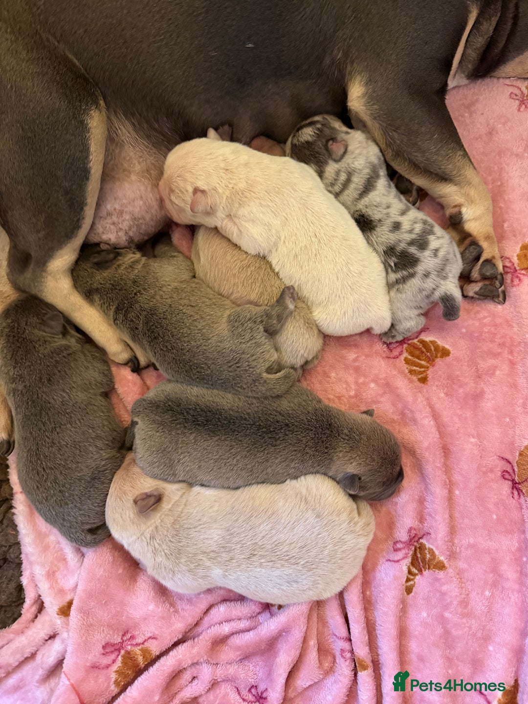 Chow Chow dogs for sale: French chows  - Image 1