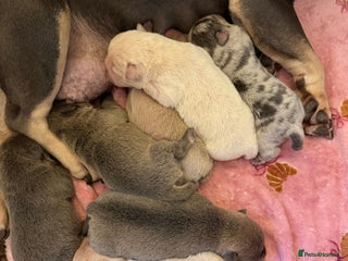 Chow Chow dogs for sale - Advert 1