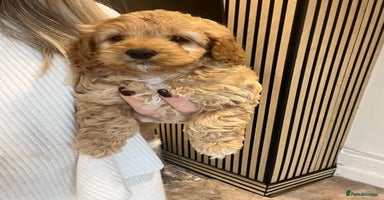 Cockapoo dogs - Advert 15