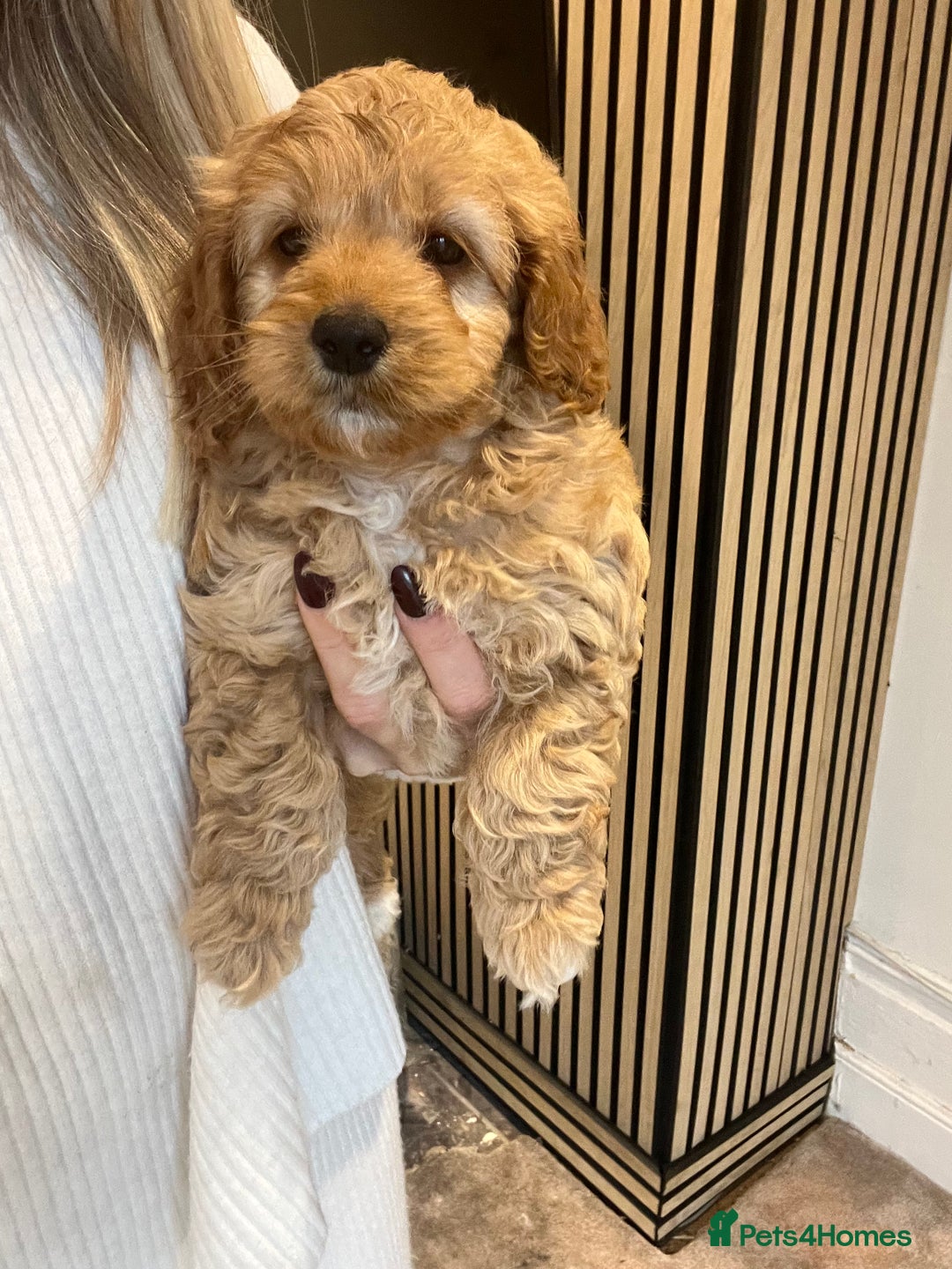 Cockapoo dogs for sale: Cockapoo female  - Image 2