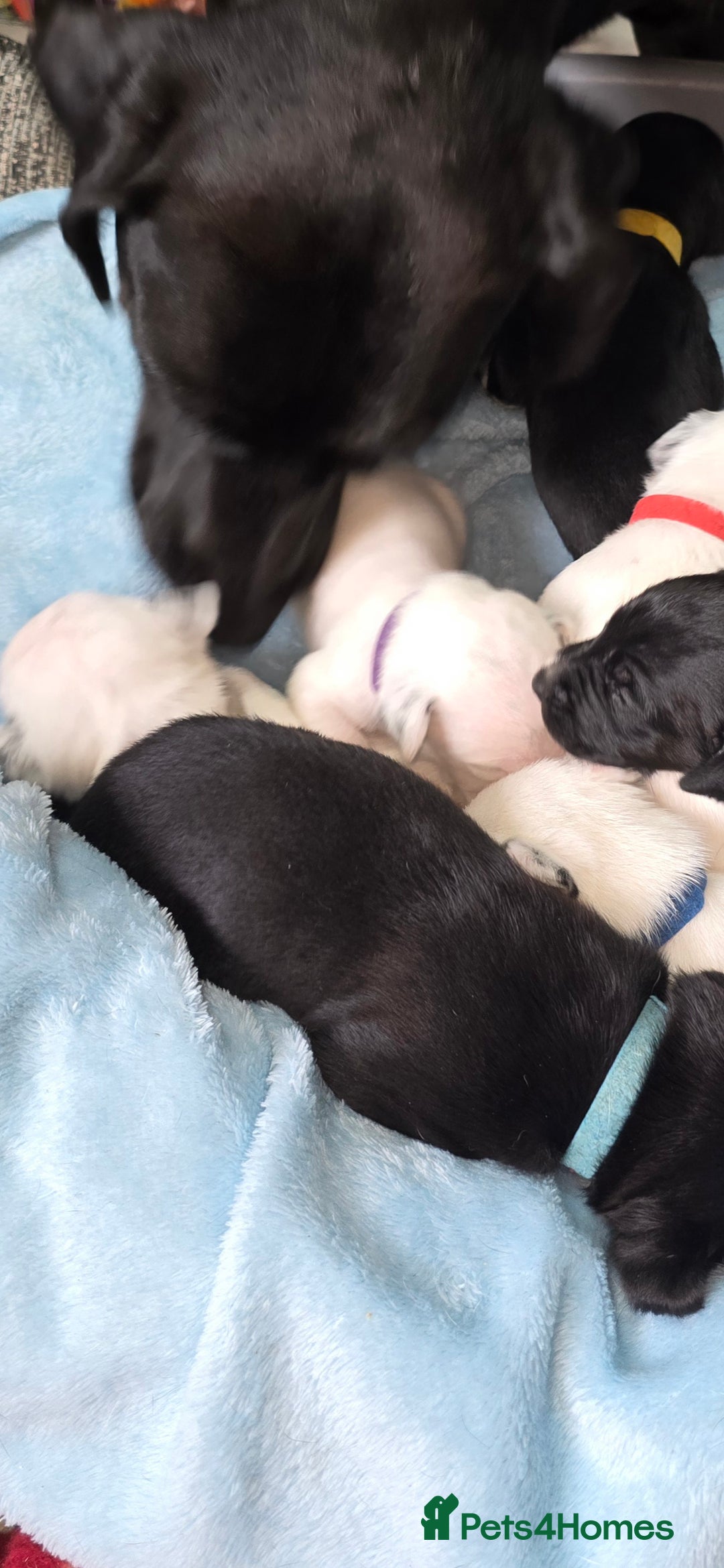 Mixed Breed dogs for sale: Beautiful Dalatian x Lab pups - Image 8