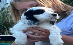Cocker Spaniel dogs for sale: Show Cocker Spaniels - KC registered - Image 1
