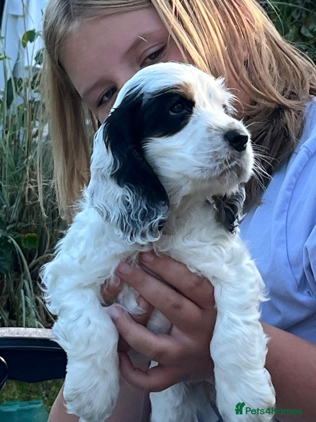 Cocker Spaniel dogs for sale: Show Cocker Spaniels - KC registered - Image 1