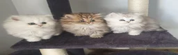 Persian cats for stud: ❤️PKD Clear Pedigree Chinchilla Persian Stud❤️ in Preston - Advert 15