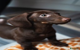 Miniature Dachshund dogs for sale: Miniature Dachshund puppies 5 weeks insurance  - Image 1