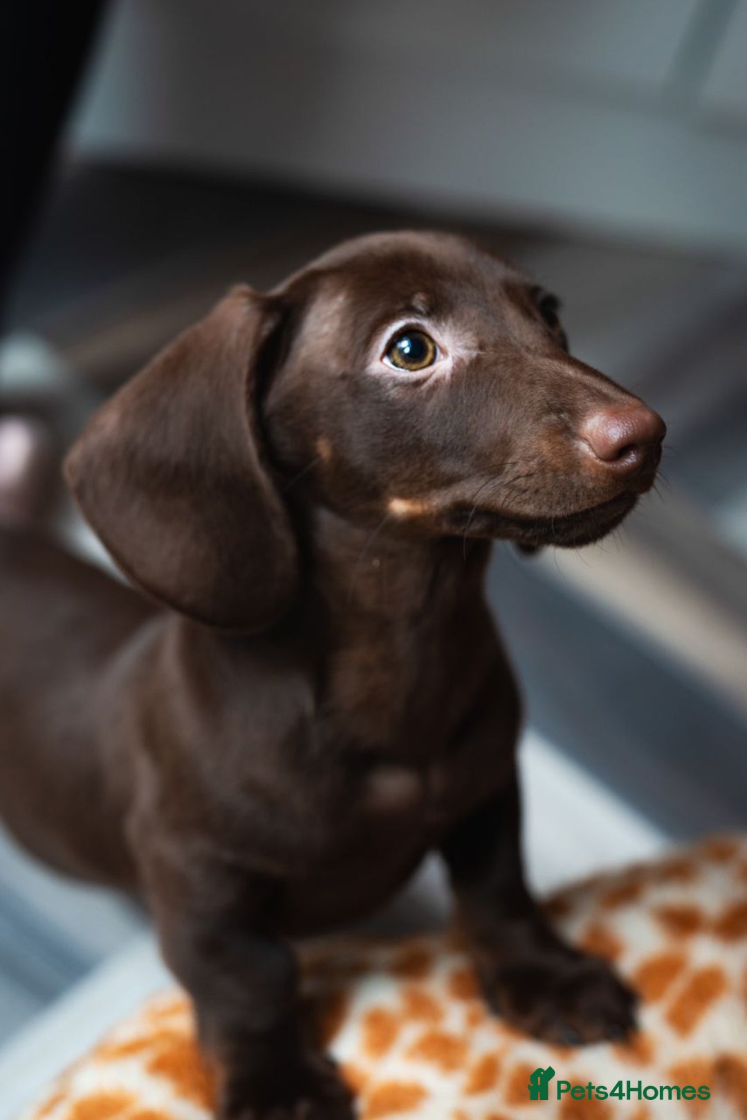 Miniature Dachshund dogs for sale: Miniature Dachshund puppies 5 weeks insurance  - Image 1