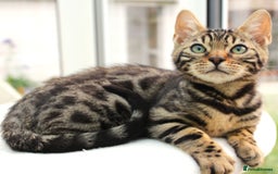 Bengal cats for sale: CUTE BROWN FEMALE BENGAL KITTEN (TICA REG)  - Image 9