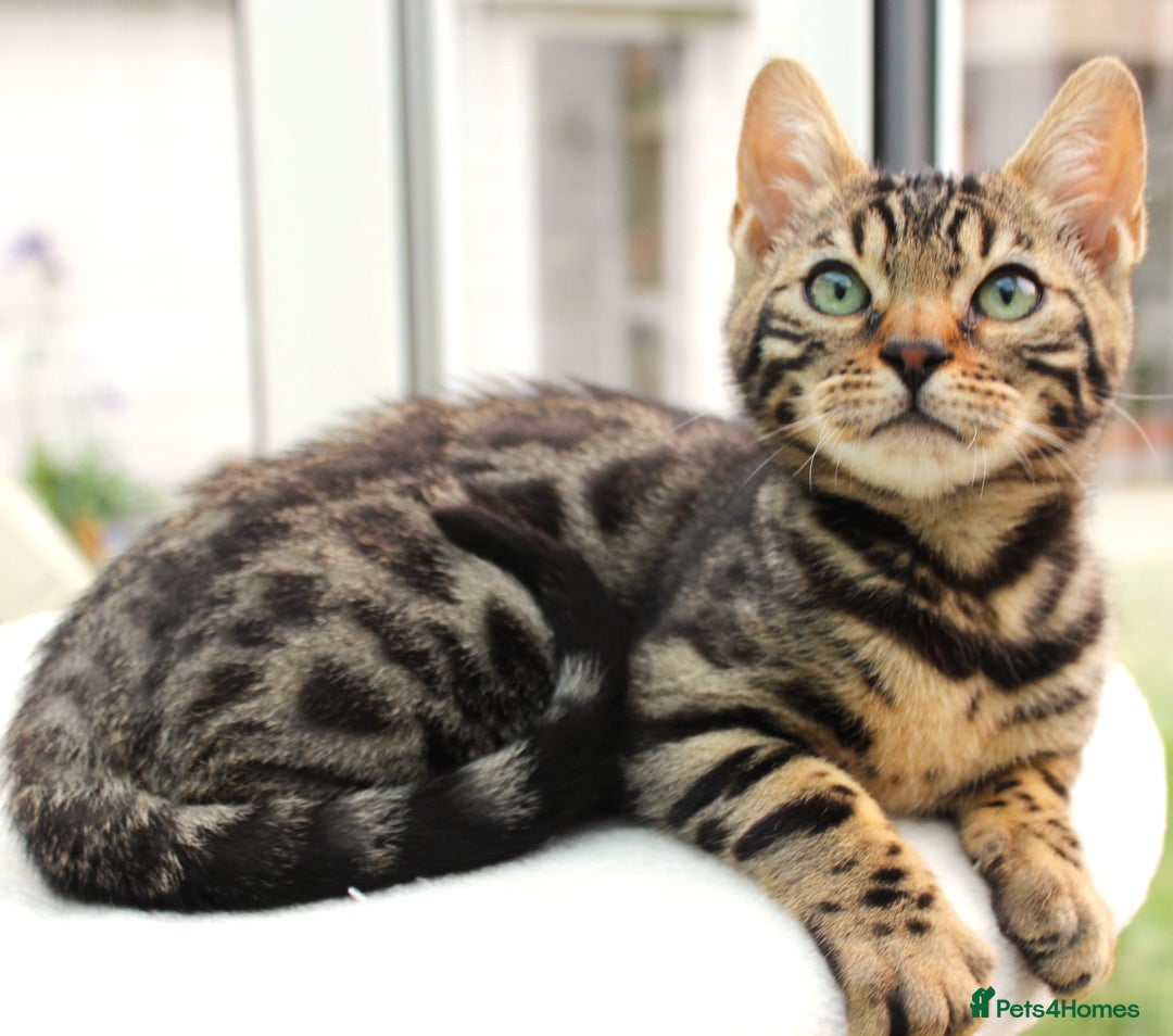 Bengal cats for sale: CUTE BROWN FEMALE BENGAL KITTEN (TICA REG)  - Image 9