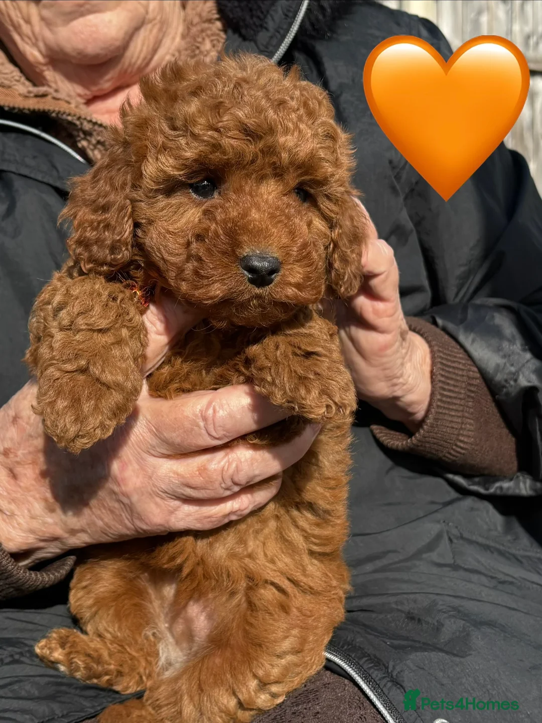 Mixed Breed dogs for sale: cockapoo  - Advert 13