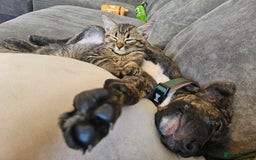 Mixed Breed dogs for sale: Hunt away/Presa Canario - Image 11