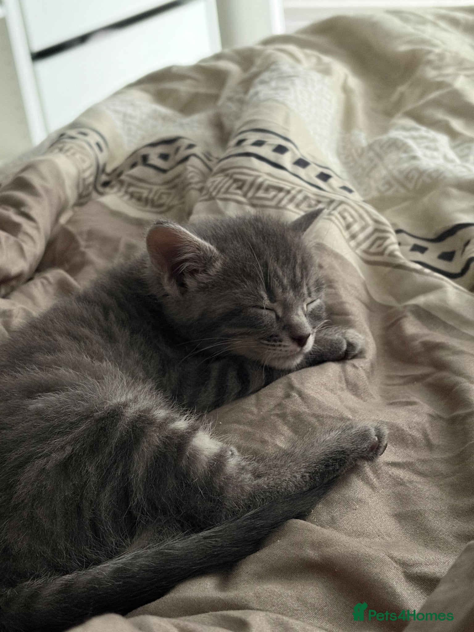 Mixed Breed cats Pilke kitten for sale - Advert 1