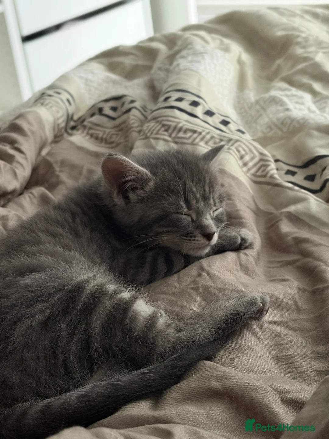 Mixed Breed cats for sale: Pilke kitten for sale - Advert 1