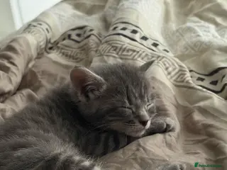 Mixed Breed cats Pilke kitten for sale - Advert 1