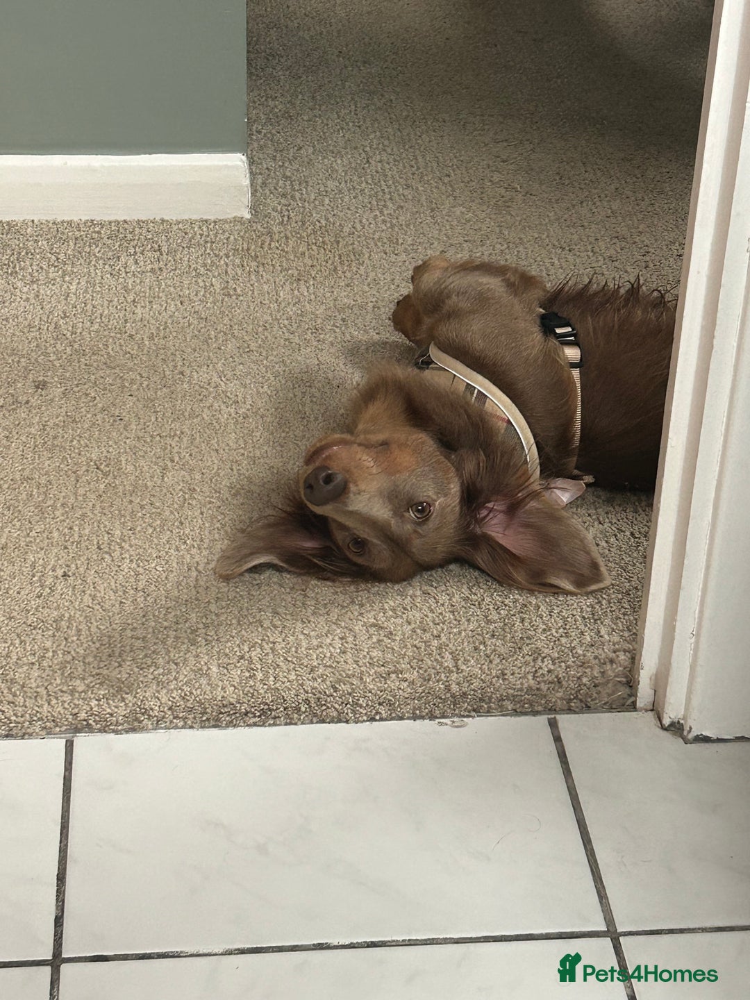 Dachshund dogs for sale: Dachshund for sale - Advert 4