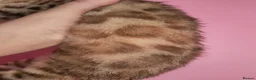 Mixed Breed cats for sale: Rare Torbie @75% Bengal Variants Kittens  - Advert 4
