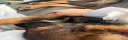 German Shepherd dogs for sale: 7 month old German shepherd  - Advert 8