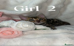 Bengal cats for sale: 2 Female Pure Bengals Ready For A New Home 🏡 - Advert 11