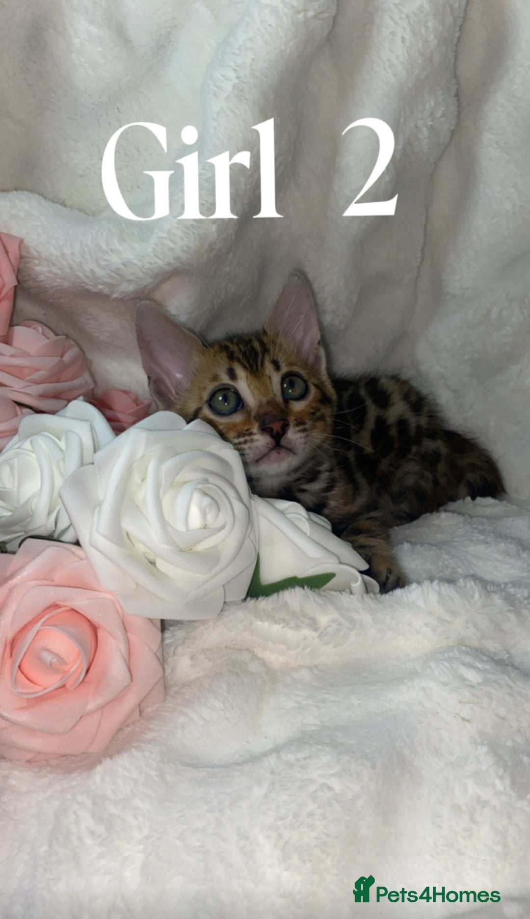 Bengal cats for sale: 2 Female Pure Bengals Ready For A New Home 🏡 - Advert 11