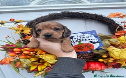 Miniature Dachshund dogs for sale: 4 Stunning Minuature Daschunds!!  - Image 6