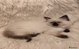 Ragdoll cats for sale: Ragdoll - Image 2