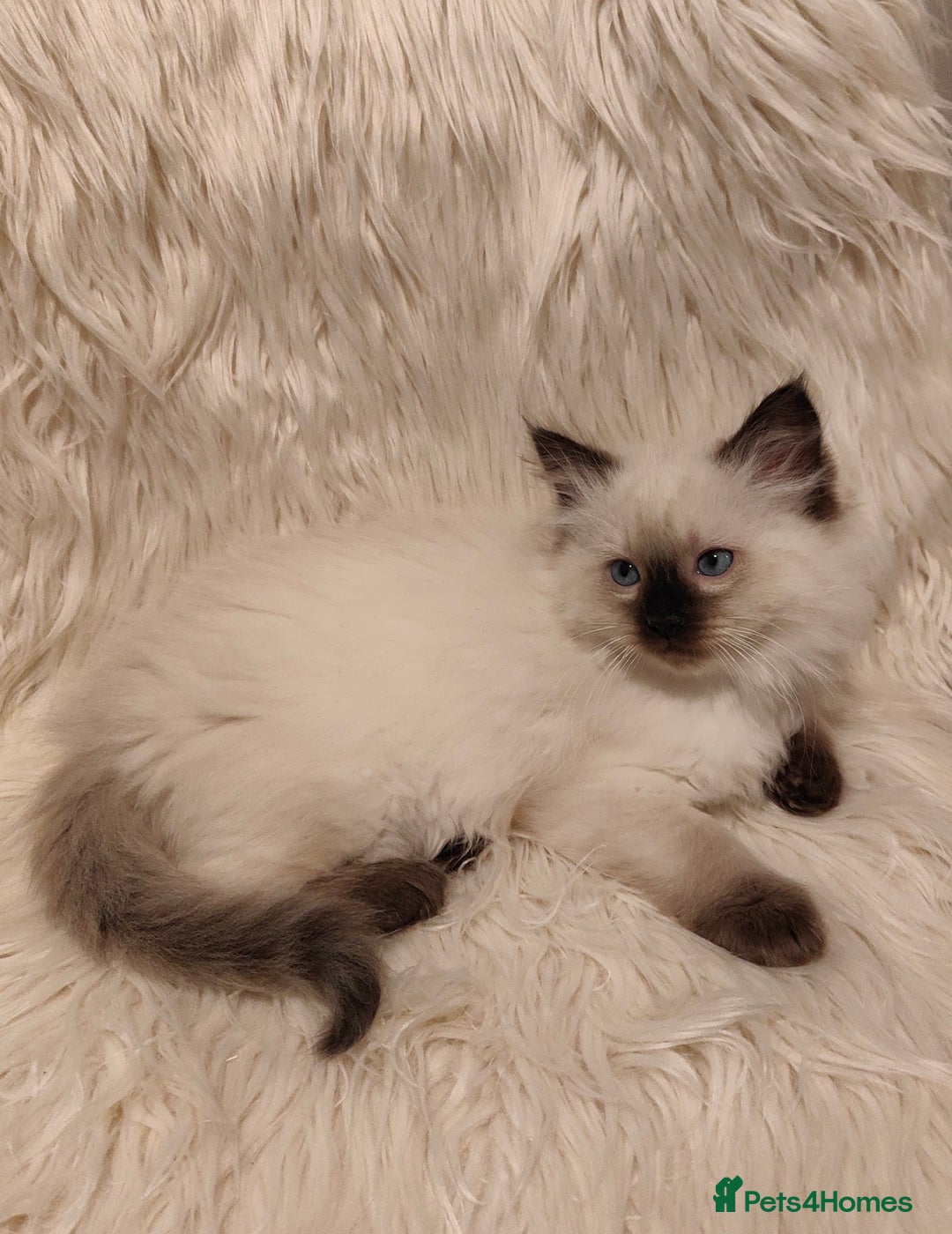 Ragdoll cats for sale: Ragdoll - Image 2