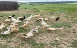 Ducks poultry for sale: Indian runner ducklings  - Image 2