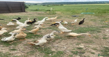 Ducks poultry - Advert 6