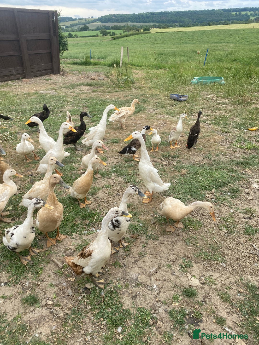 Ducks poultry for sale: Indian runner ducklings  - Image 2