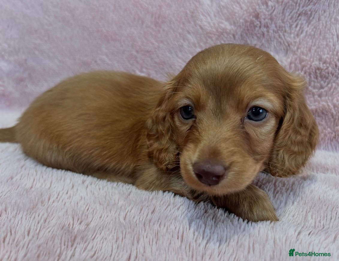 Miniature Dachshund dogs 2 beautiful long haired Miniature Dachshunds - Advert 1