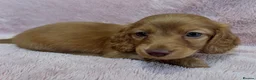 Miniature Dachshund dogs for sale: 2 beautiful long haired Miniature Dachshunds - Advert 1