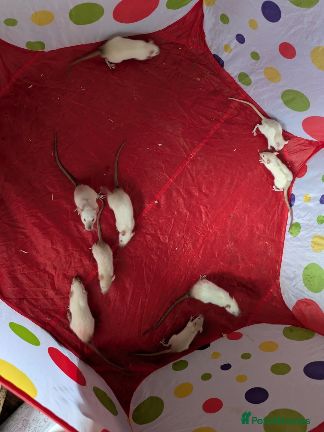 Rat rodents for sale: Male and female baby rats - Image 3