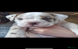 Olde English Bulldogge dogs for stud: OEB 🐶⭐️DEL~BOY ⭐️🐶 First time Stud  - Image 9