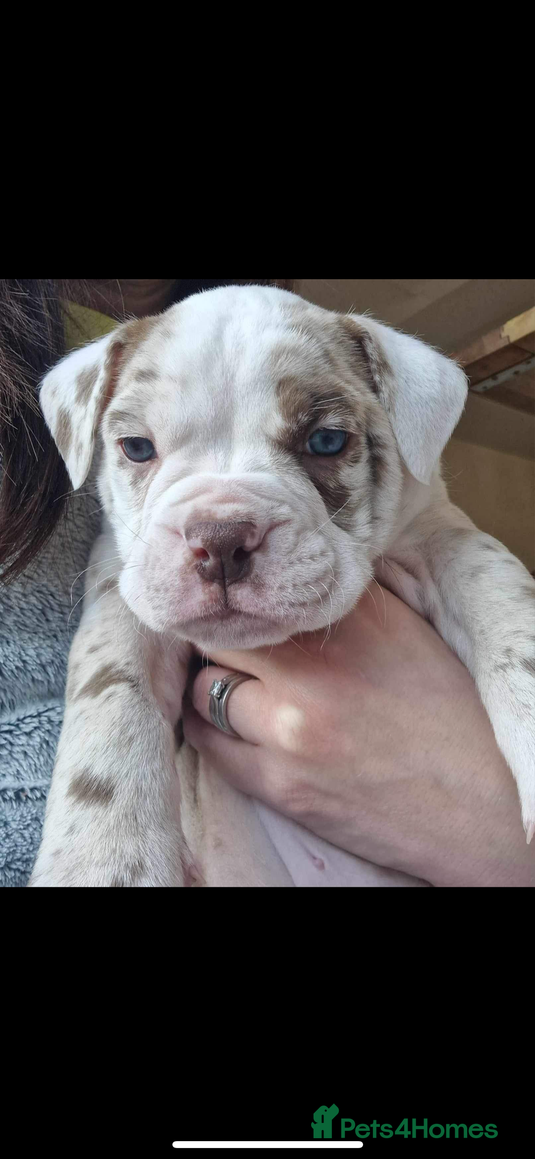 Olde English Bulldogge dogs for stud: OEB 🐶⭐️DEL~BOY ⭐️🐶 First time Stud  - Image 9