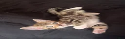 Mixed Breed cats for sale: Beautiful kitten  - Advert 7