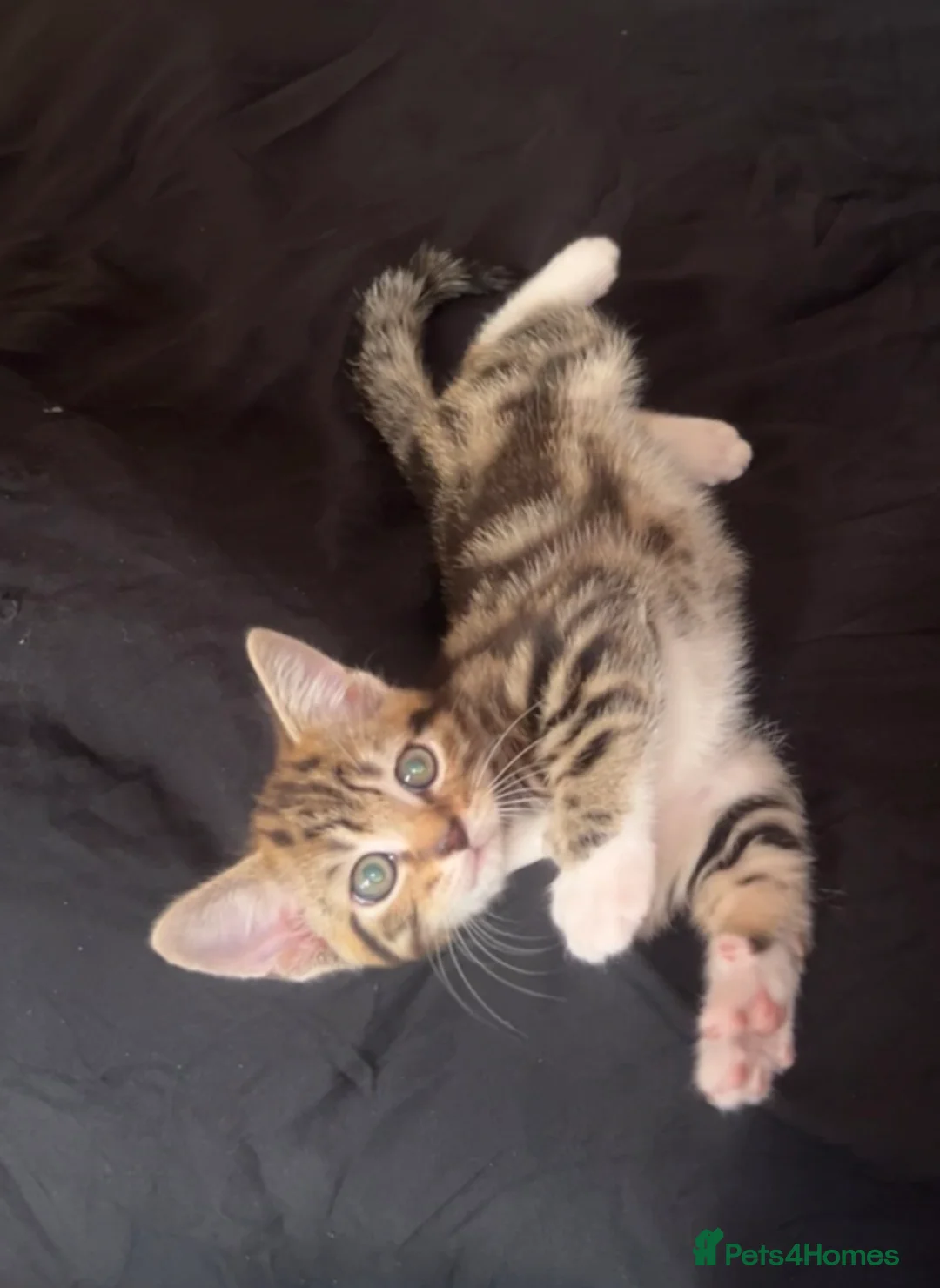 Mixed Breed cats for sale: Beautiful kitten  - Advert 7
