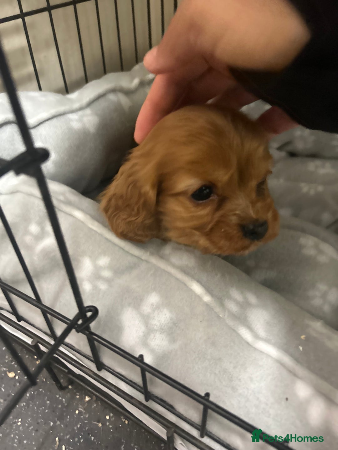 Cockalier dogs for sale: Cockalier puppies - Advert 8