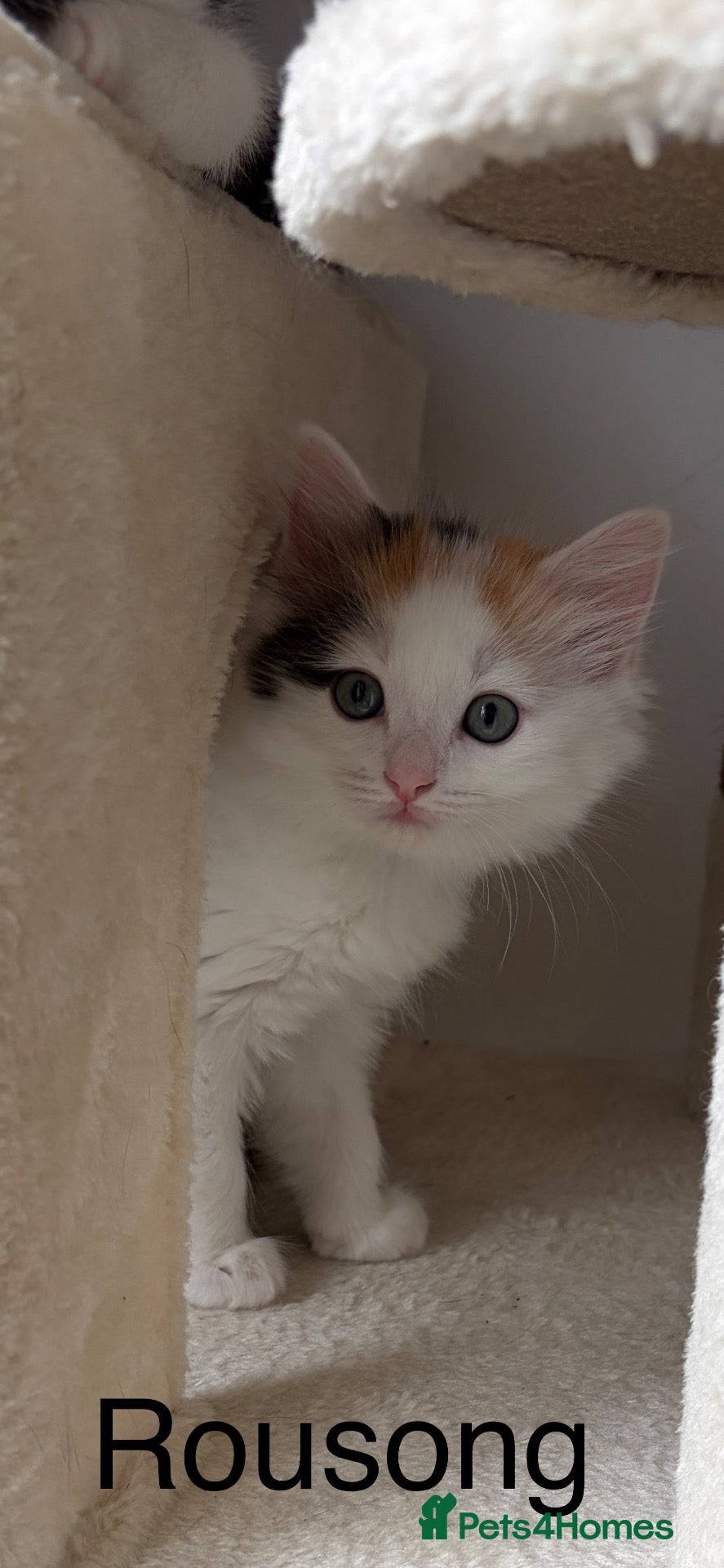 Mixed Breed cats Bobtail Ragdoll kittens - Advert 1