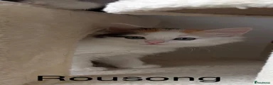 Rousong
