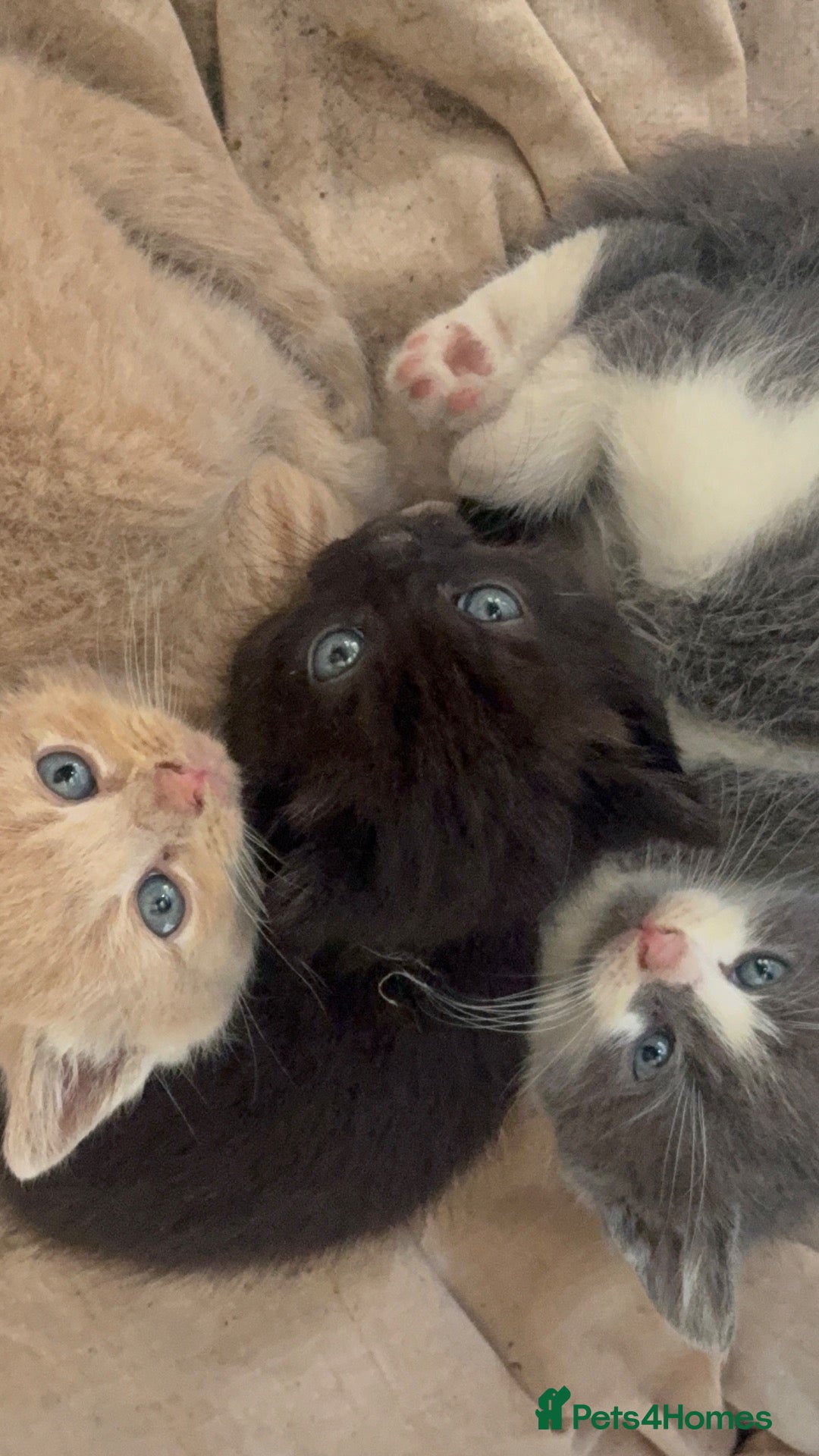 Mixed Breed cats Ragdoll x - Advert 14