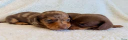 Miniature Dachshund dogs for sale: True miniature dachshunds - Advert 15