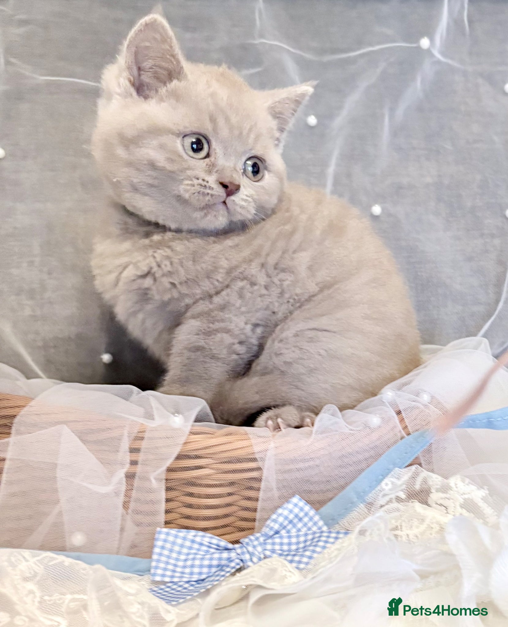 British Shorthair cats British shorthair kittens lilac and blues  - Advert 2