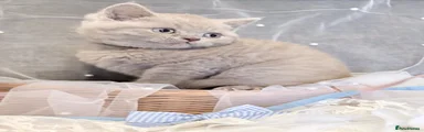 British Shorthair Kitten 3