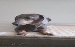 Miniature Dachshund dogs for sale: Absolutely stunning little babies - Image 8