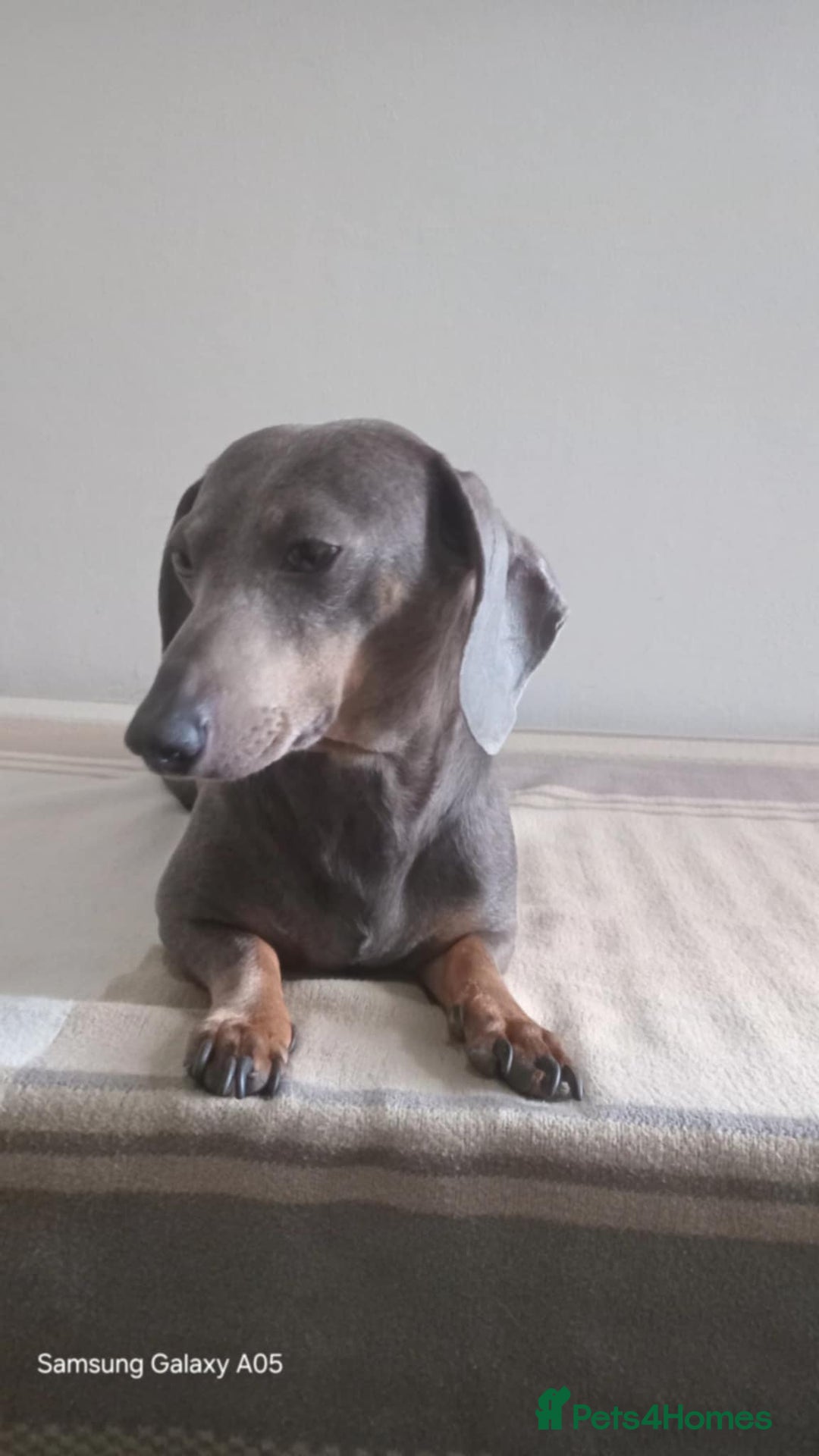 Miniature Dachshund dogs for sale: Absolutely stunning little babies - Image 8