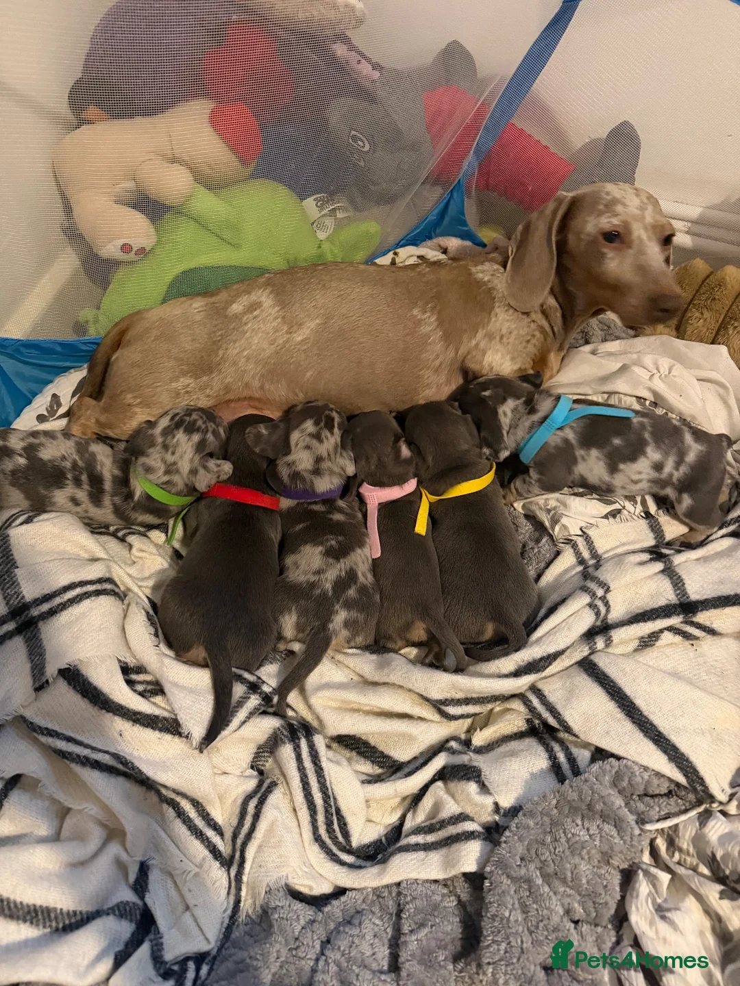 Mixed Breed dogs for sale: Dachshund x French bull dog puppies  - Advert 1