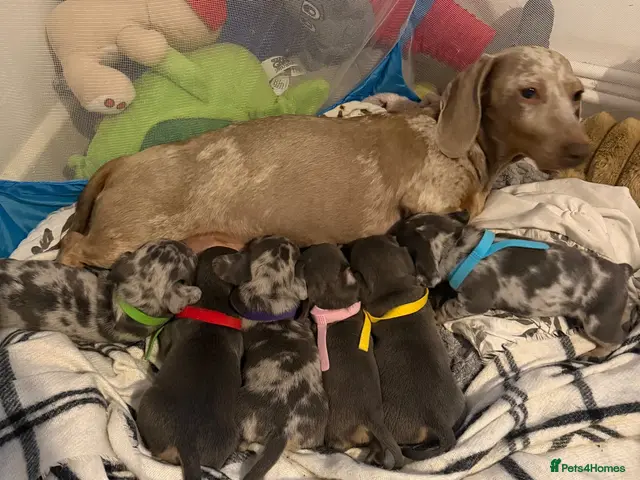 Mixed Breed dogs Dachshund x French bull dog puppies - Advert 1