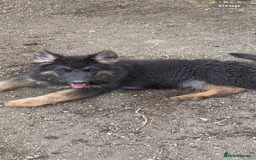 German Shepherd dogs for sale: Blue German Shepherds  - Image 1