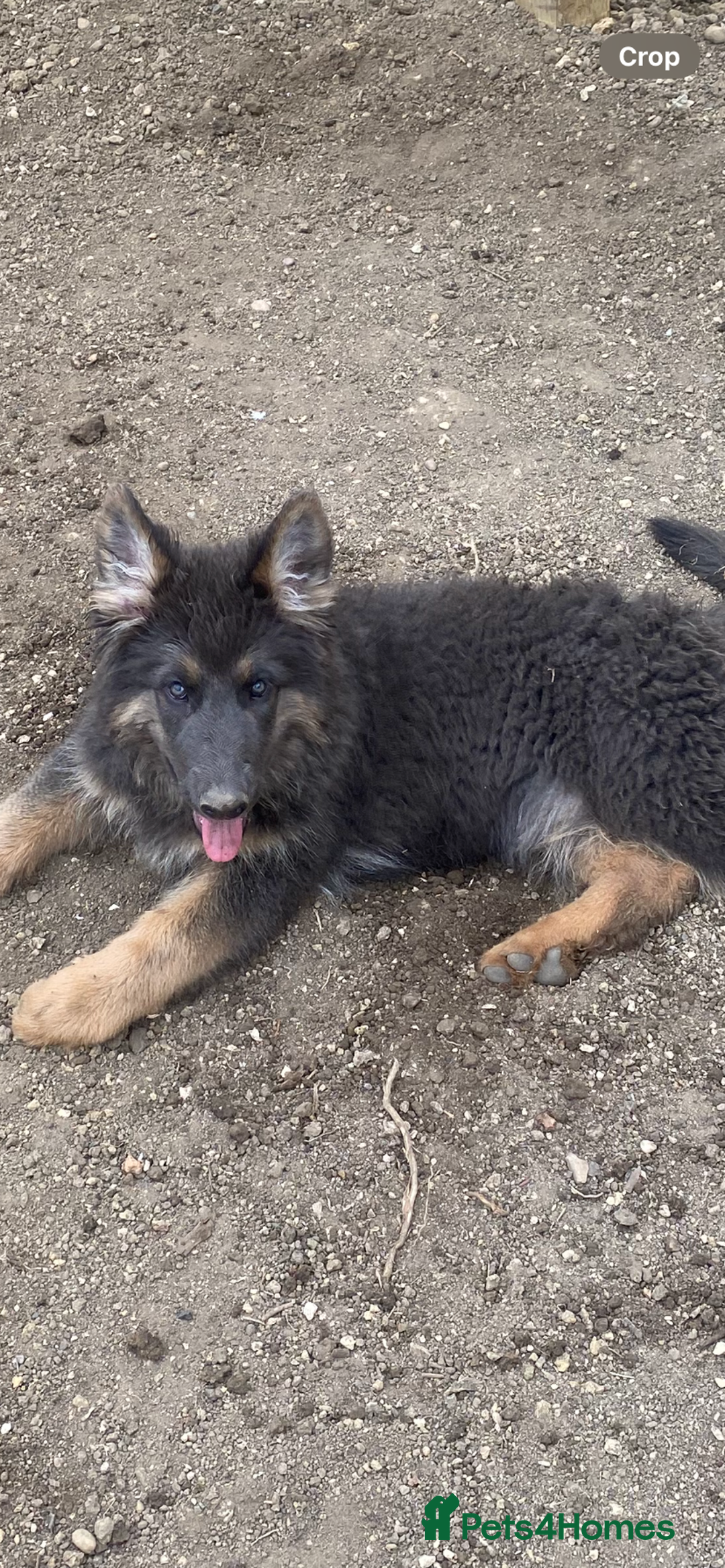 German Shepherd dogs for sale: Blue German Shepherds  - Image 1