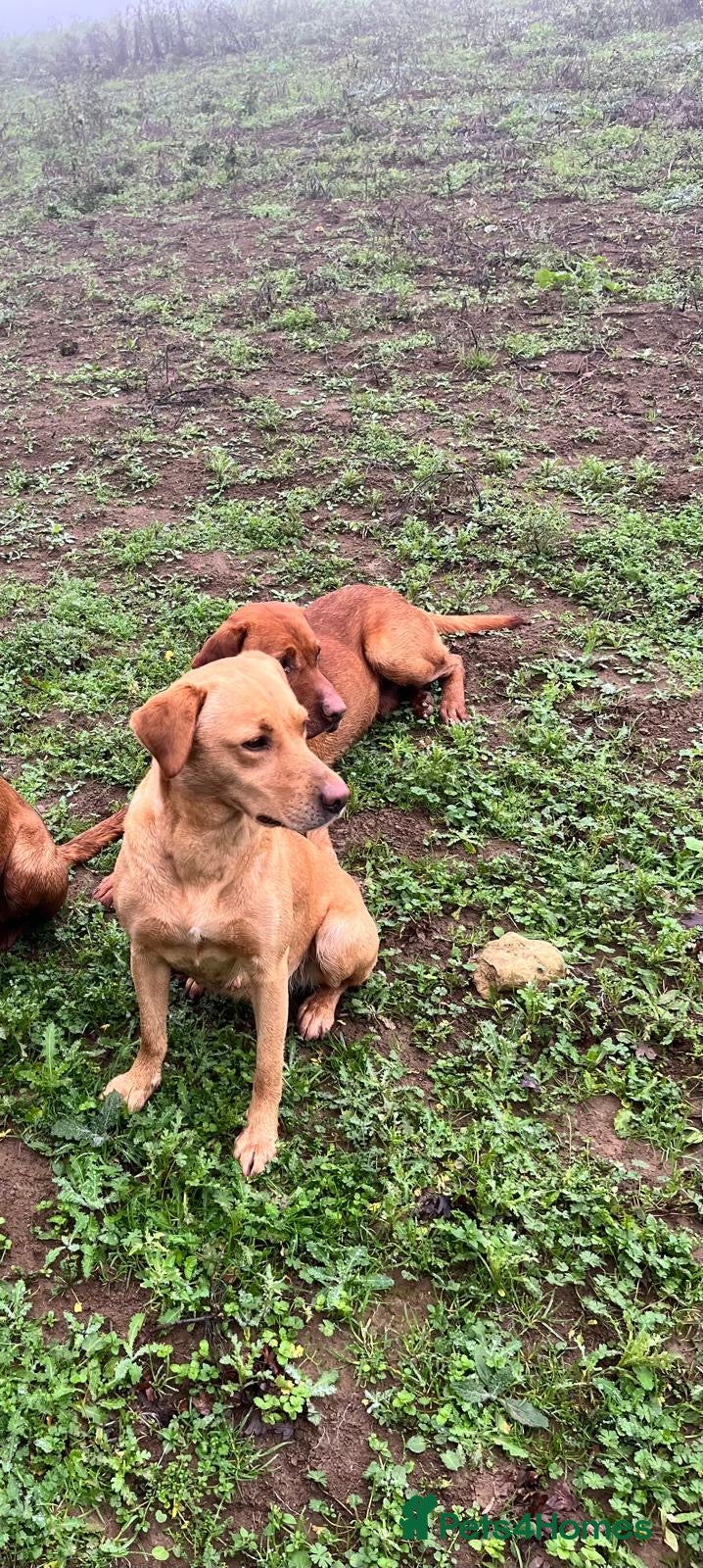 Labrador Retriever dogs KC reg Yellow Labrador pups  - Advert 4