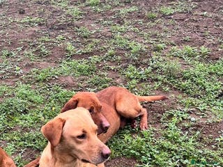 Labrador Retriever dogs KC reg Yellow Labrador pups - Advert 13